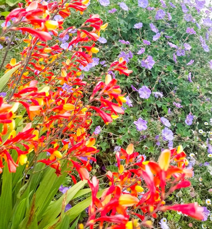 Crocosmia & geranium