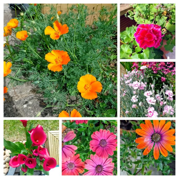 Purple and Orange combo