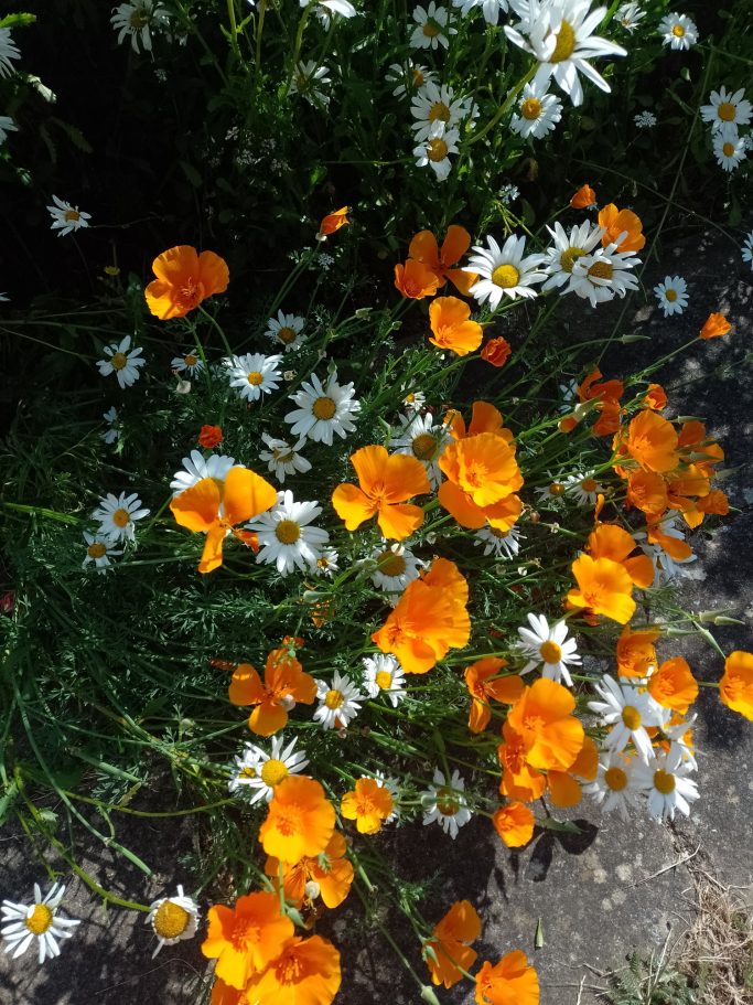 Poppies and Daisies