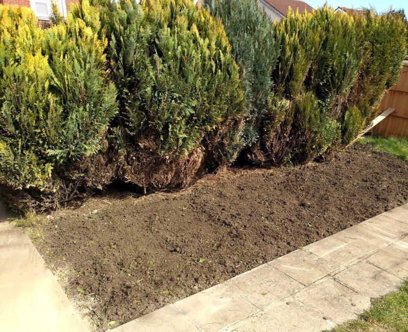 Wildflower border - before
