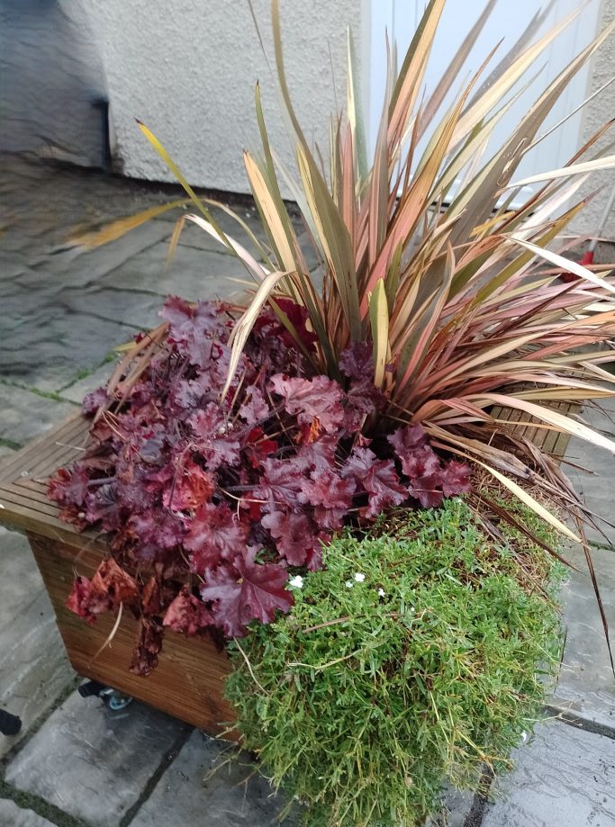 Square Evergreen Planter