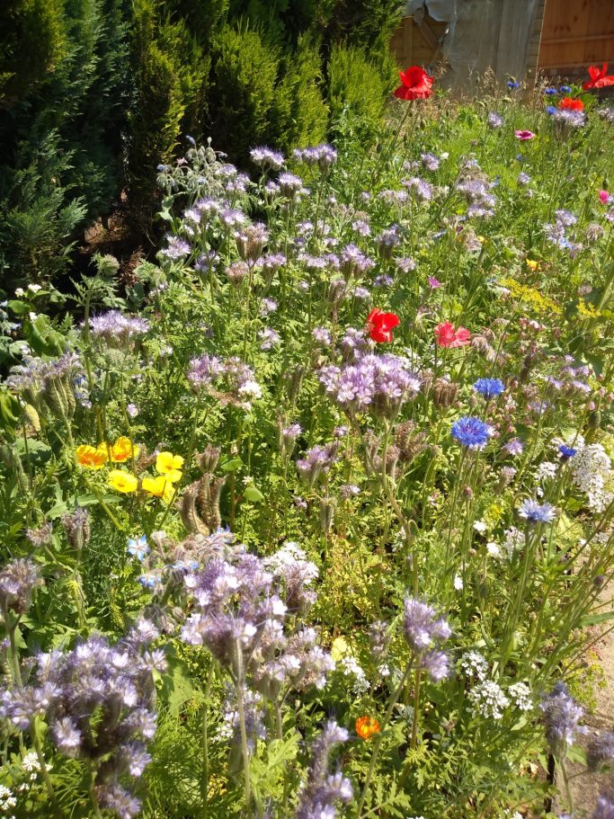 Wildflower border - after