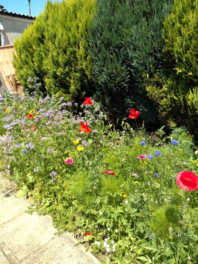 Wildflower border - After 